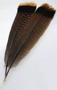 Bronze turkey tail feather — natural large bronze-toned feather for ritual smudging fan use and as a magical writing quill in ceremonies and spellcraft.