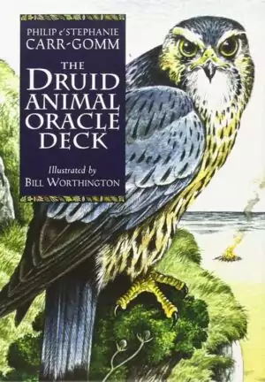 Druid Animal Oracle Deck cover featuring a detailed illustration of a falcon perched on a branch — vibrant Celtic animal divination oracle artwork.