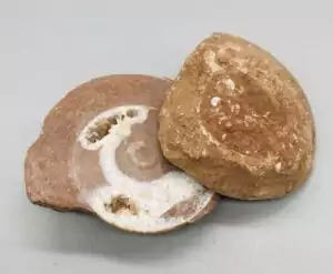 Small ammonite fossil pair showing polished cut surface revealing spiral nautiloid chamber pattern in warm golden and brown tones.