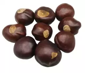 One ounce sample of whole buckeye seeds — traditional hoodoo lucky charm and prosperity seed for mojo bags and pocket carrying.