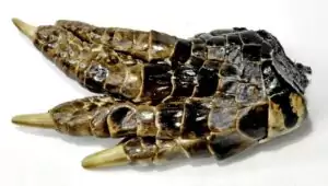 Small dried alligator foot curio with natural textured skin and claws, used in hoodoo and rootwork for gambling luck and money-drawing rituals.