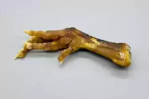 A genuine preserved chicken foot charm displayed as a traditional voodoo and hoodoo folk-magic talisman, shown on a plain background.
