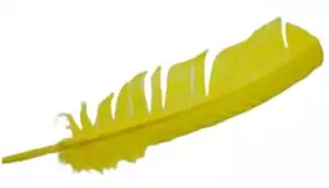 Yellow feather 12 inch set of 10 showing ten large vibrant yellow ceremonial feathers spread out — ritual feathers for smudge fans and altar work.