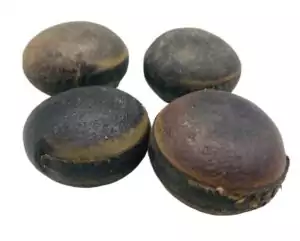 Ojo De Buey deer eye natural seed amulet — traditional Latin American folk protection charm, round glossy brown and black natural seed.