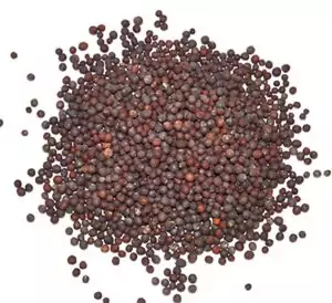 Brown mustard seeds, 2oz packet, a traditional protective magical herb for hoodoo threshold scattering, protective sachets, and hex-breaking workings.