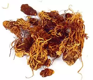 2oz packet of whole dried Low John Root (Trillium) for hoodoo court case magic, luck drawing, and love conjure workings.
