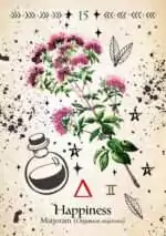 Green Witch_Oracle_Cards-15 Green Witch Oracle card depicting a botanical marjoram (Origanum majorana) illustration with small oval leaves and delicate flower clusters.