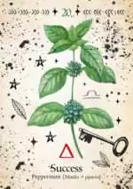 Green Witch_Oracle_Cards-20 Green Witch Oracle card depicting a botanical peppermint plant illustration with serrated green leaves and small purple flower spikes.