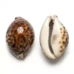 Two polished tiger cowrie shells, 2-3 inches, showing the natural brown-and-cream spotted pattern on a glossy surface — sacred Yemaya offering shells for altar and ritual use