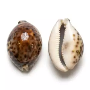 Two polished tiger cowrie shells, 2-3 inches, showing the natural brown-and-cream spotted pattern on a glossy surface — sacred Yemaya offering shells for altar and ritual use
