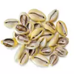 Set of cut Monetaria Moneta money cowrie shells in yellow and cream tones, showing the exposed glossy interior — 400 shells per 1 kg bulk pack for abundance spellwork and prosperity ritual