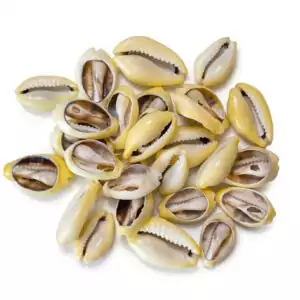 Set of cut Monetaria Moneta money cowrie shells in yellow and cream tones, showing the exposed glossy interior — 400 shells per 1 kg bulk pack for abundance spellwork and prosperity ritual
