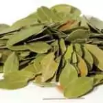 Bearberry Uva Ursi Leaf, 2 oz — Dried Ritual Herb for Divination and Intuition