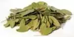 Heap of dried whole bearberry leaves, small oval leathery leaves in olive green with a few tan ones, shown on white for the 2 oz Bearberry Uva Ursi ritual herb
