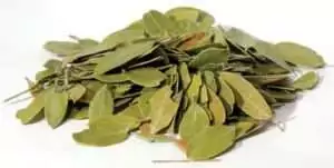 Heap of dried whole bearberry leaves, small oval leathery leaves in olive green with a few tan ones, shown on white for the 2 oz Bearberry Uva Ursi ritual herb
