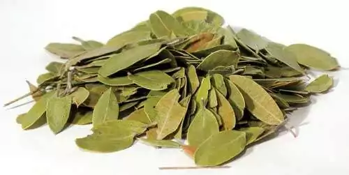Bearberry-Uva-Ursi-2oz-HBEAW Heap of dried whole bearberry leaves, small oval leathery leaves in olive green with a few tan ones, shown on white for the 2 oz Bearberry Uva Ursi ritual herb